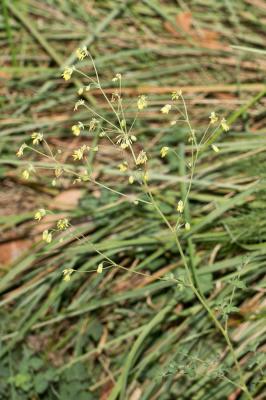  Thalictrum minus subsp. pratense (F.W.Schultz) Hand, 2001