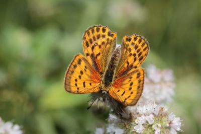 Cuivré de la Verge-d'or (Le), Cuivré satiné (Le),  Lycaena virgaureae (Linnaeus, 1758)