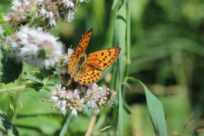 Cuivré de la Verge-d'or (Le), Cuivré satiné (Le),  Lycaena virgaureae (Linnaeus, 1758)