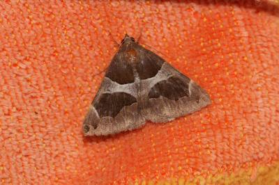 Passagère (La) Dysgonia algira (Linnaeus, 1767)