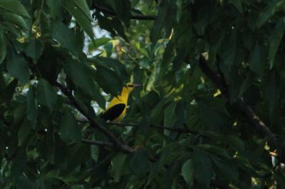 Loriot d'Europe, Loriot jaune Oriolus oriolus (Linnaeus, 1758)