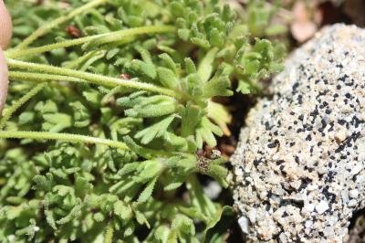 Saxifrage sillonée Saxifraga exarata subsp. exarata Vill., 1779