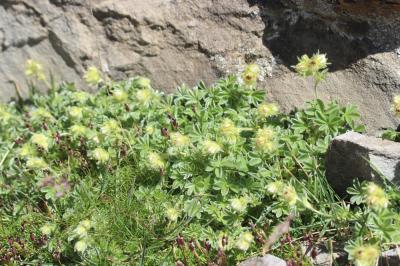 Potentille des neiges Potentilla nivalis Lapeyr., 1782