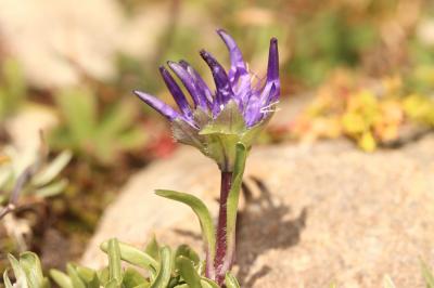 Raiponce du Piémont Phyteuma globulariifolium subsp. pedemontanum (R.Schulz) Bech., 1956