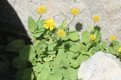 Doronic à grandes fleurs Doronicum grandiflorum Lam., 1786