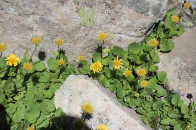 Doronic à grandes fleurs Doronicum grandiflorum Lam., 1786