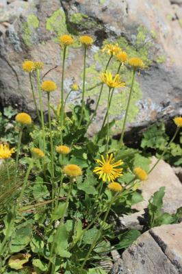 Doronic à grandes fleurs Doronicum grandiflorum Lam., 1786