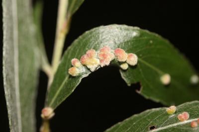  Aculus tetanothrix (Nalepa, 1889)