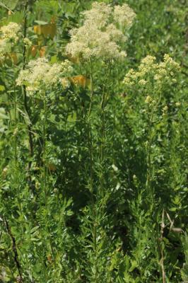 Pigamon jaune, Pigamon noircissant Thalictrum flavum L., 1753