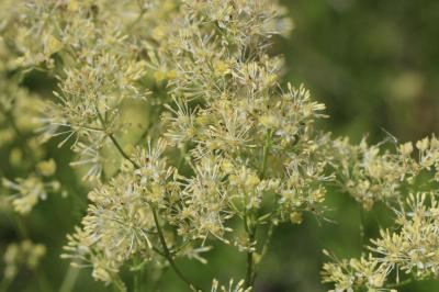 Pigamon jaune, Pigamon noircissant Thalictrum flavum L., 1753