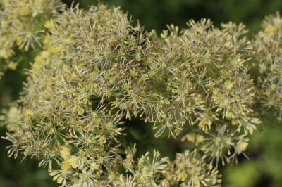 Pigamon jaune, Pigamon noircissant Thalictrum flavum L., 1753