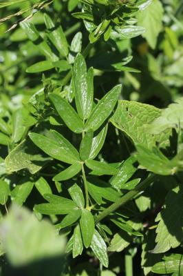 Pigamon jaune, Pigamon noircissant Thalictrum flavum L., 1753