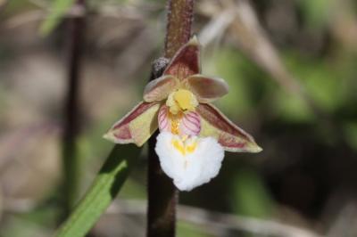 Épipactis des marais Epipactis palustris (L.) Crantz, 1769