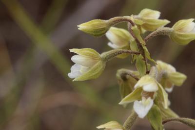 Épipactis des marais Epipactis palustris (L.) Crantz, 1769