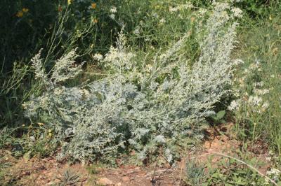 Armoise absinthe, Herbe aux vers Artemisia absinthium L., 1753