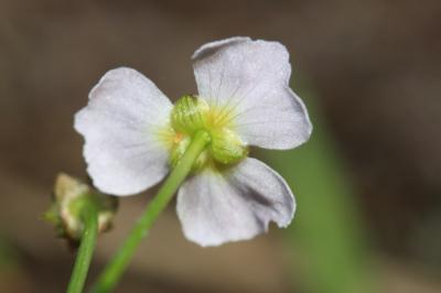 Flûteau fausse-renoncule, Baldellie fausse Renoncu Baldellia ranunculoides (L.) Parl., 1854