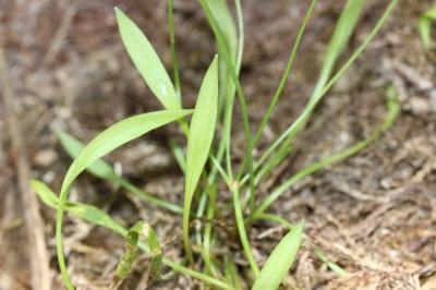 Flûteau fausse-renoncule, Baldellie fausse Renoncu Baldellia ranunculoides (L.) Parl., 1854