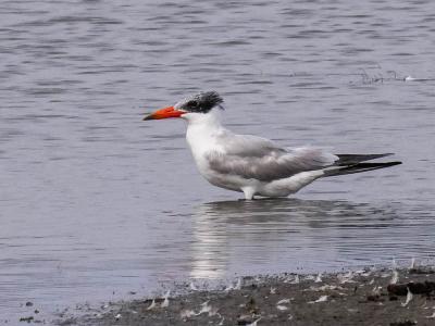 Sterne caspienne Hydroprogne caspia (Pallas, 1770)