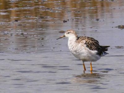 Chevalier combattant, Combattant varié Calidris pugnax (Linnaeus, 1758)
