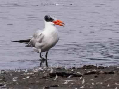 Sterne caspienne Hydroprogne caspia (Pallas, 1770)