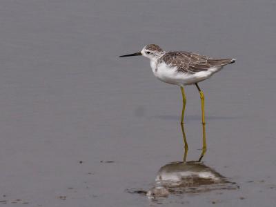 Chevalier stagnatile Tringa stagnatilis (Bechstein, 1803)