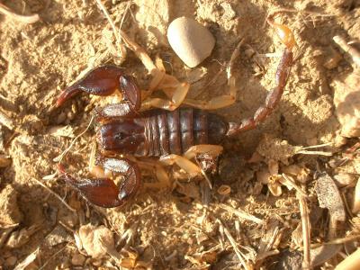  Euscorpius flavicaudis (De Geer, 1778)