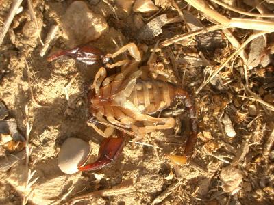  Euscorpius flavicaudis (De Geer, 1778)