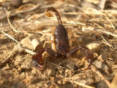  Euscorpius flavicaudis (De Geer, 1778)
