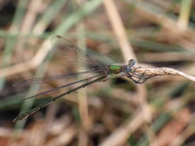 Leste vert Chalcolestes viridis (Vander Linden, 1825)