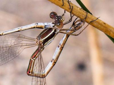 Leste verdoyant Lestes virens (Charpentier, 1825)