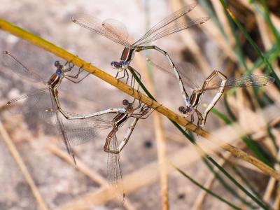 Leste verdoyant Lestes virens (Charpentier, 1825)