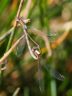 Leste verdoyant Lestes virens (Charpentier, 1825)