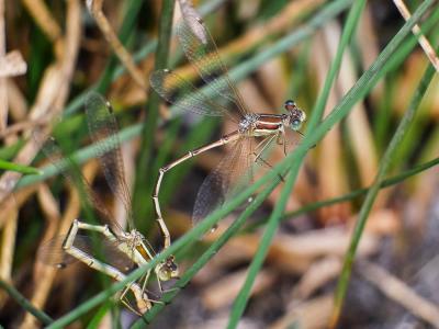 Leste sauvage Lestes barbarus (Fabricius, 1798)