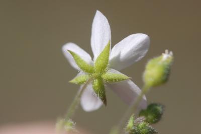 Sabline hérissée Arenaria hispida L., 1753