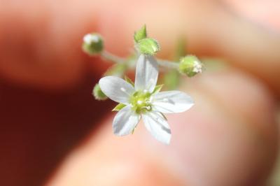 Sabline hérissée Arenaria hispida L., 1753