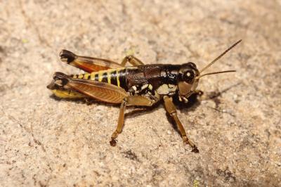  Podisma pedestris (Linnaeus, 1758)