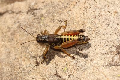  Podisma pedestris (Linnaeus, 1758)