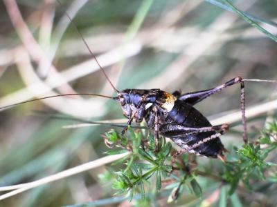 Antaxie cévenole Antaxius sorrezensis (Marquet, 1877)