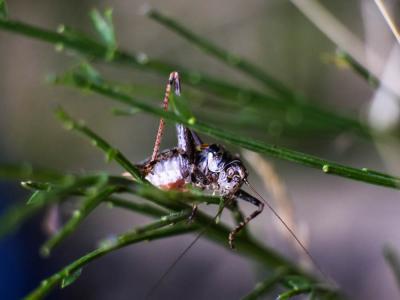 Antaxie cévenole Antaxius sorrezensis (Marquet, 1877)