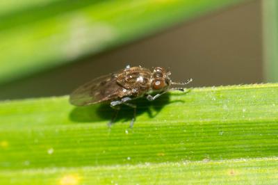  Parydra coarctata (Fallén, 1813)