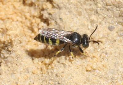  Bembecinus tridens (Fabricius, 1781)