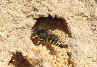  Bembecinus tridens (Fabricius, 1781)