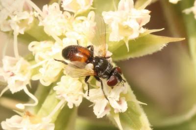  Besseria reflexa Robineau-Desvoidy, 1830