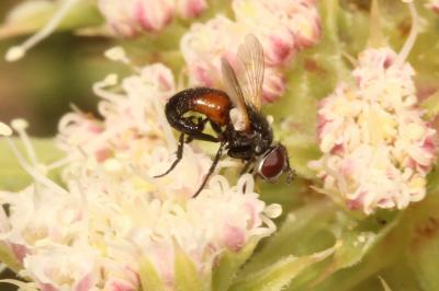  Besseria reflexa Robineau-Desvoidy, 1830