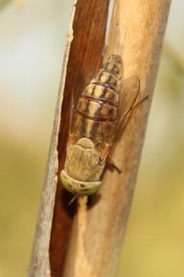  Atylotus rusticus (Linnaeus, 1760)