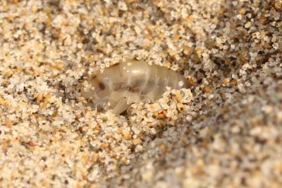 Puce de mer (La), Talitre (La) Talitrus saltator (Montagu, 1808)