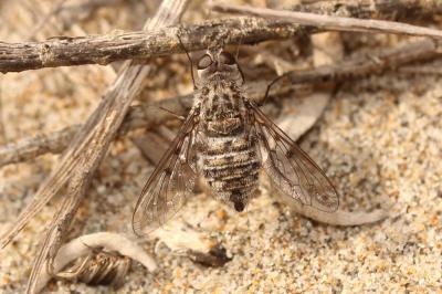  Anthrax binotatus Wiedemann in Meigen, 1820
