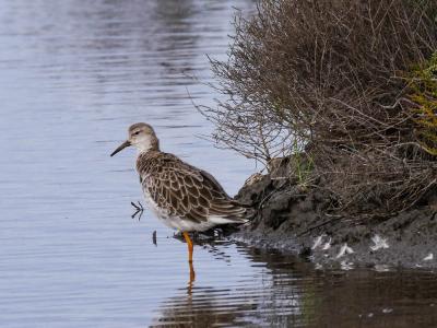 Chevalier combattant, Combattant varié Calidris pugnax (Linnaeus, 1758)