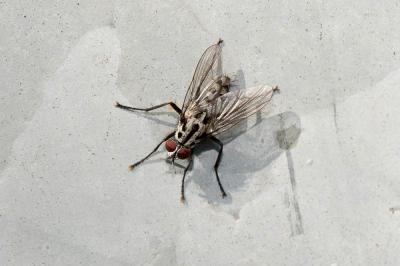  Eustalomyia hilaris (Fallén, 1823)