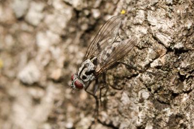  Eustalomyia hilaris (Fallén, 1823)